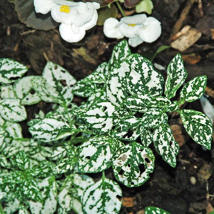 Hypoestes phyllostachya 'PAS2343' ~ Splash Select™ White Polka Dot Plant-ServeScape