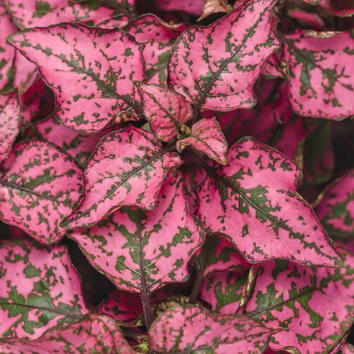 Hypoestes thyllostachya ‘hippo rose’ ~ Hippo Rose Polka Dot Plant-ServeScape