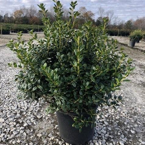 Ilex cornuta ‘Burfordii Nana’ ~ Dwarf Burford Holly-ServeScape
