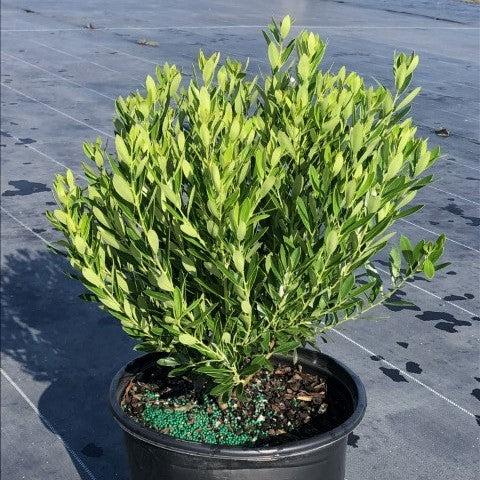 Ilex glabra 'Shamrock' ~ Shamrock Inkberry Holly-ServeScape