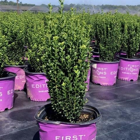 Ilex crenata 'PIIIC-I' PP29,578 ~ First Editions® Straight and Narrow® Japanese Holly-ServeScape