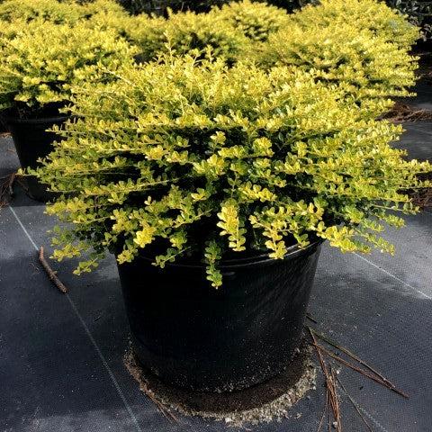 Ilex crenata 'Golden Helleri' ~ Golden Helleri Holly-ServeScape