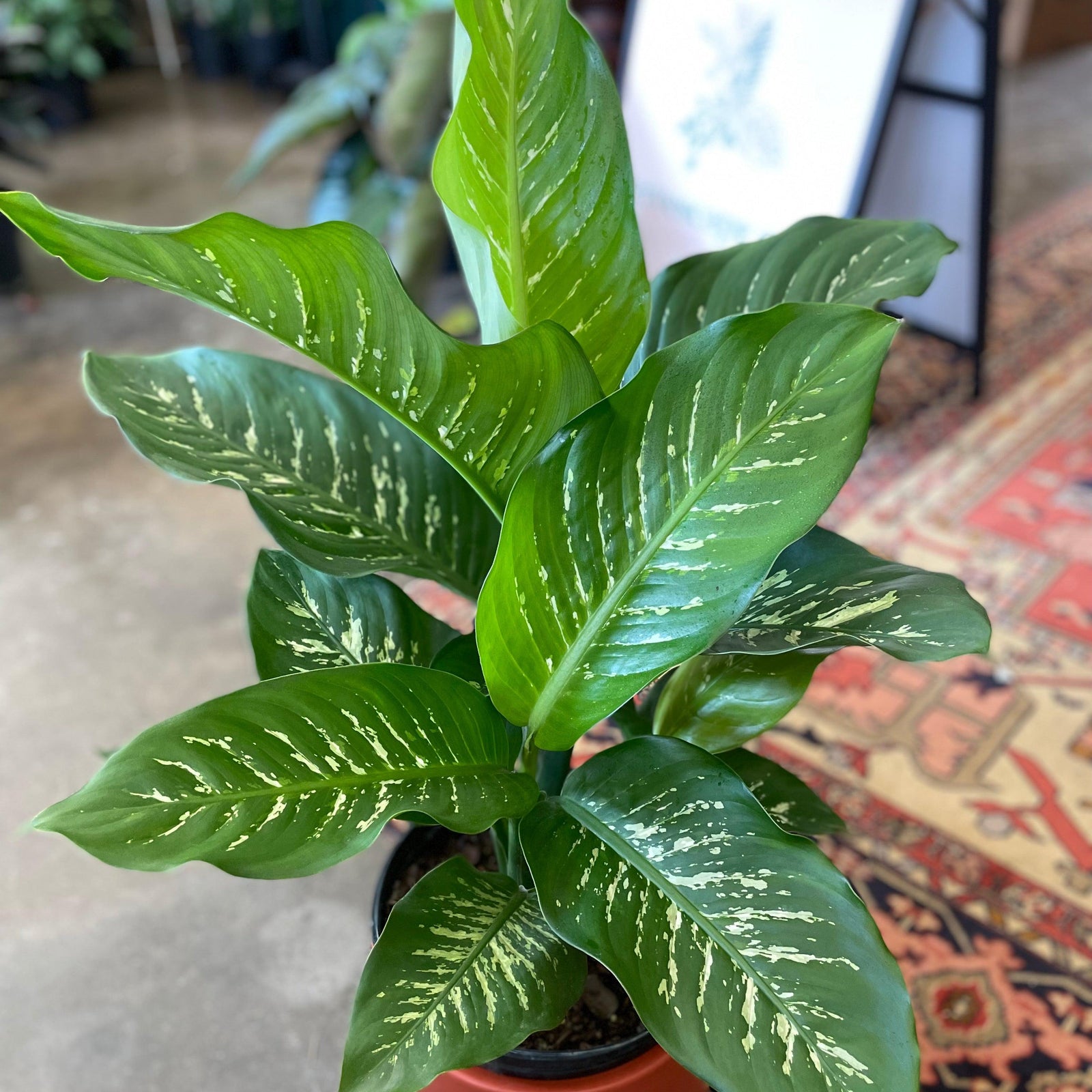 Dieffenbachia Seguine ~ Dieffenbachia 'Tropic Snow'-ServeScape