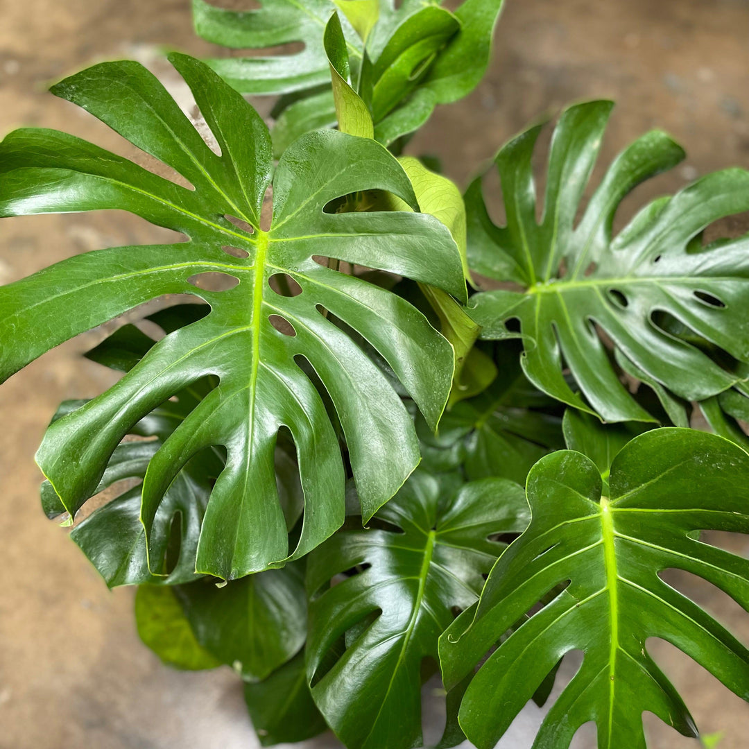 Monstera deliciosa ~ Swiss-cheese Plant-ServeScape