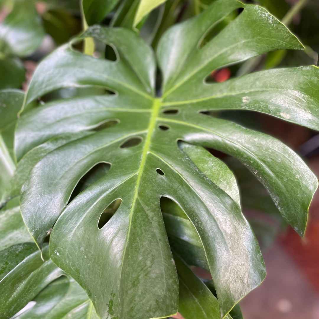 Monstera deliciosa ~ Swiss-cheese Plant-ServeScape