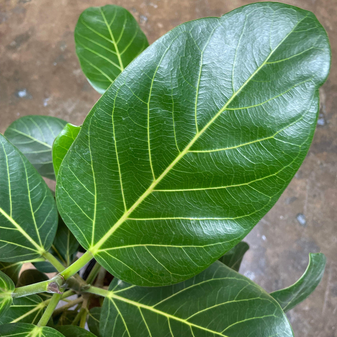 Ficus Benghalensis ~ Ficus Audrey-ServeScape