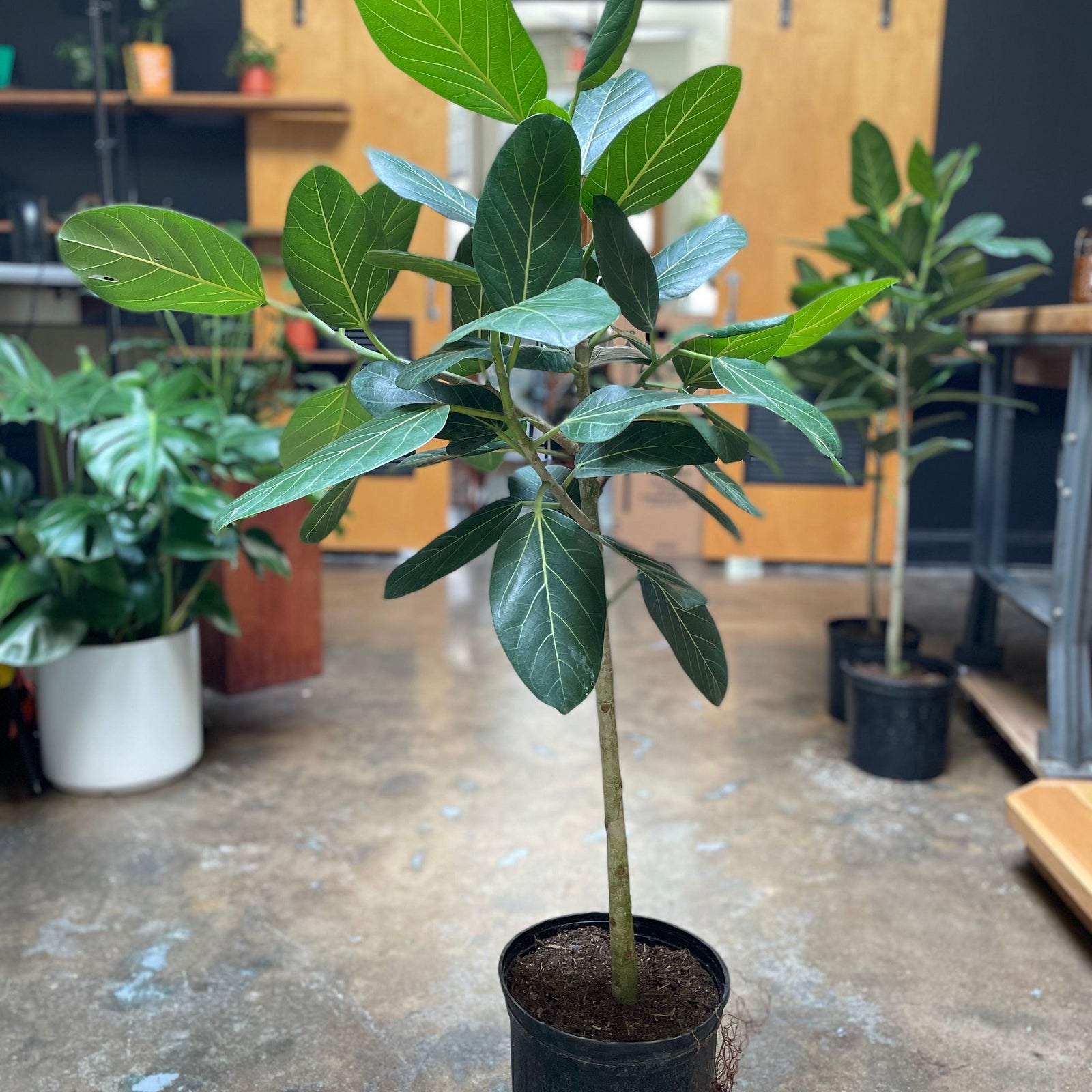 Ficus Benghalensis ~ Ficus Audrey-ServeScape