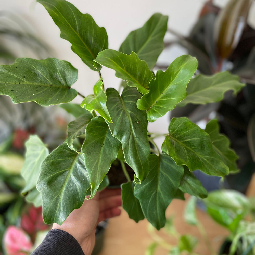 Philodendron Thaumatophyllum ~ Philodendron 'Deja Vu'-ServeScape
