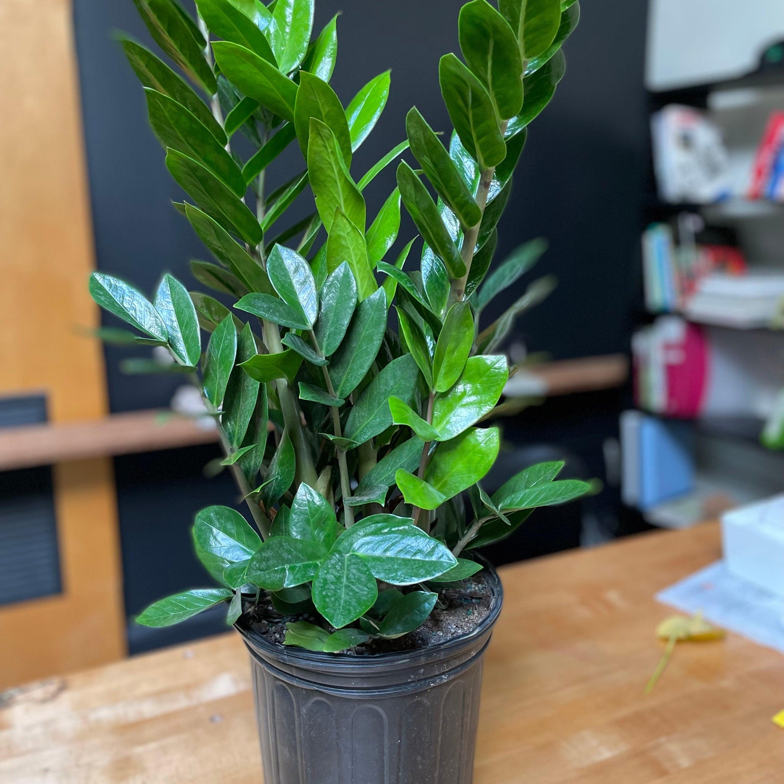 Zamio Zamioculcas ~ ZZ Plant-ServeScape