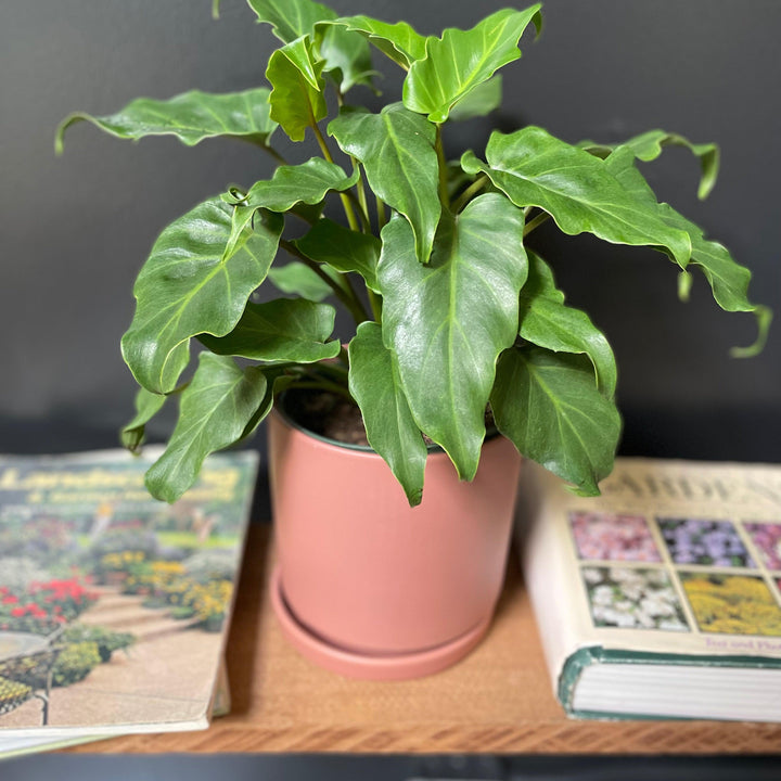 Philodendron Thaumatophyllum ~ Philodendron 'Deja Vu'-ServeScape