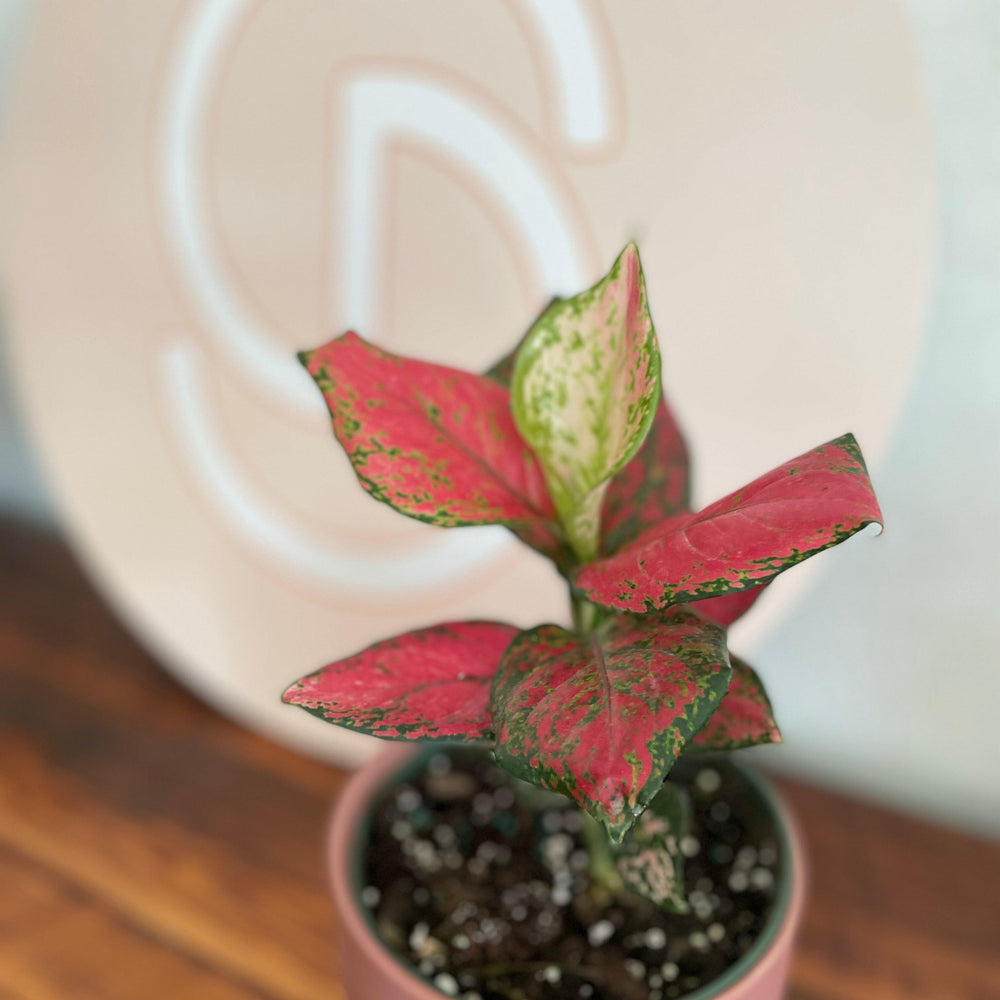 Aglaonema 'Red Valentine' ~ Red Valentine Chinese Evergreen-ServeScape