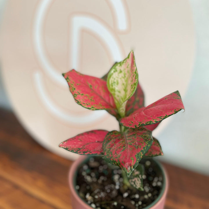 Aglaonema 'Red Valentine' ~ Red Valentine Chinese Evergreen-ServeScape