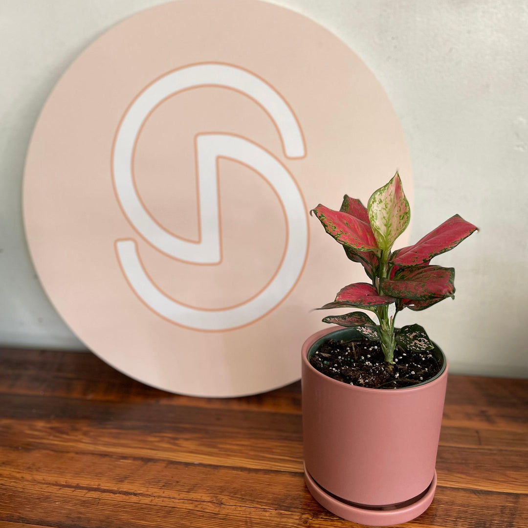 Aglaonema 'Red Valentine' ~ Red Valentine Chinese Evergreen-ServeScape