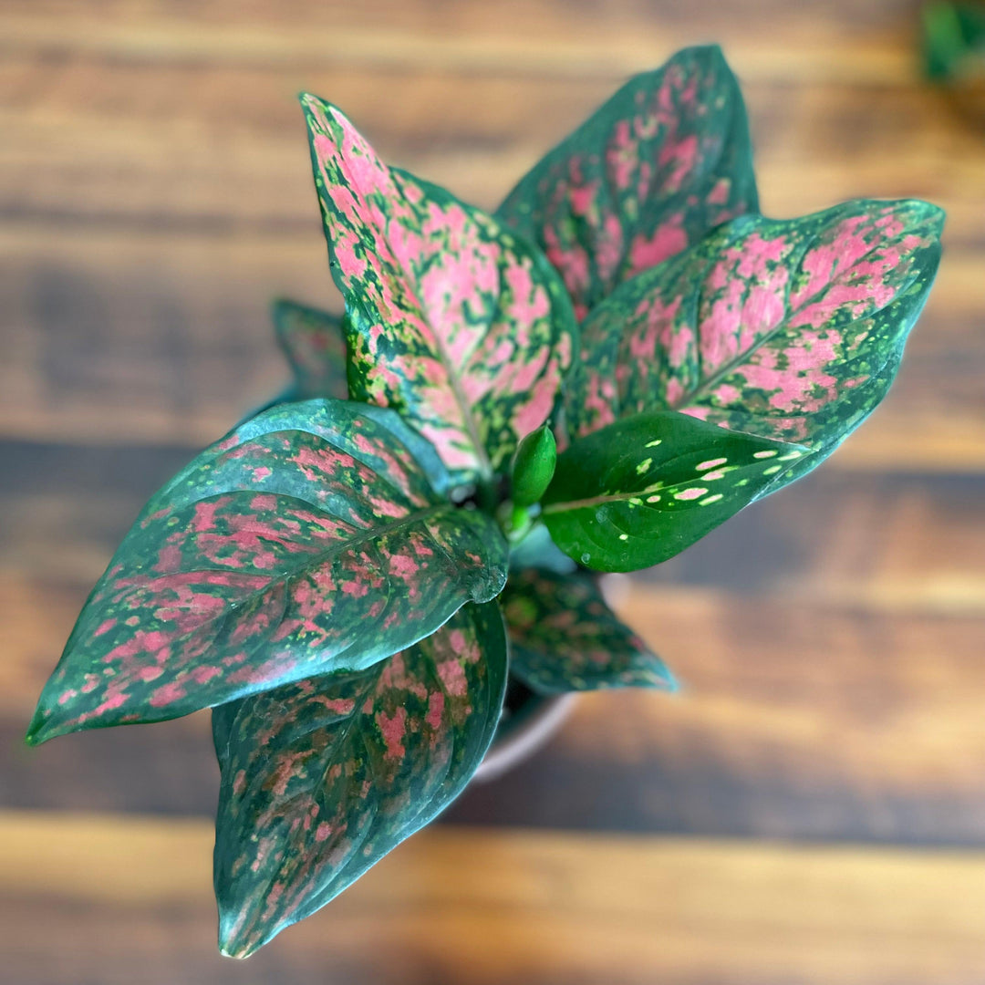 Aglaonema 'Red Valentine' ~ Red Valentine Chinese Evergreen-ServeScape