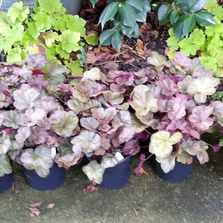 Heucherella 'Cracked Ice' ~ Cracked Ice Coral Bells, Alumroot-ServeScape