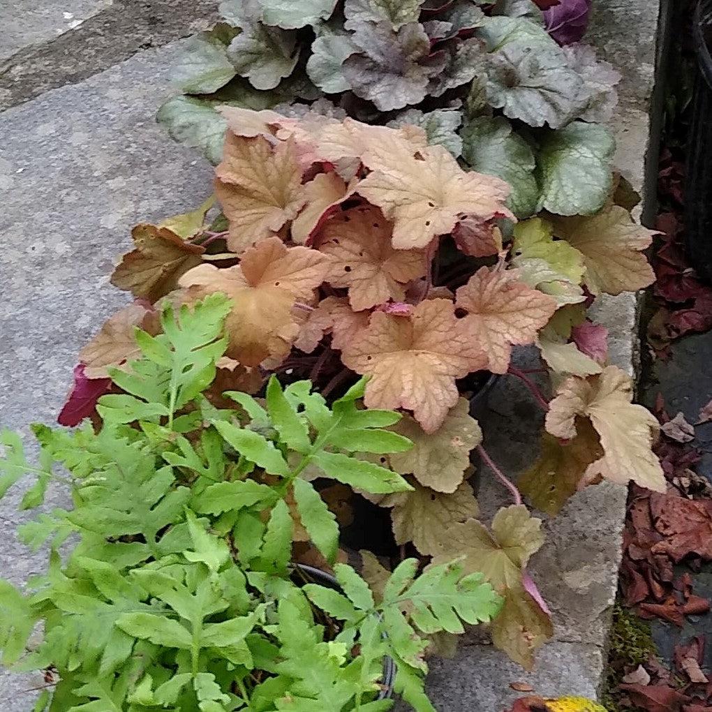 Heucherella 'Buttered Rum' ~ Buttered Rum Foamy Bells-ServeScape