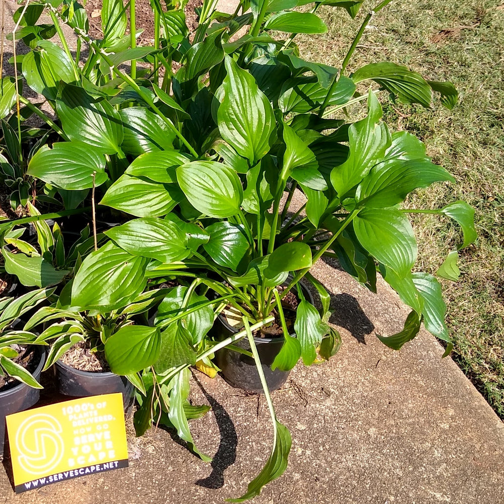 Hosta x 'Royal Standard' ~ Royal Standard Hosta-ServeScape
