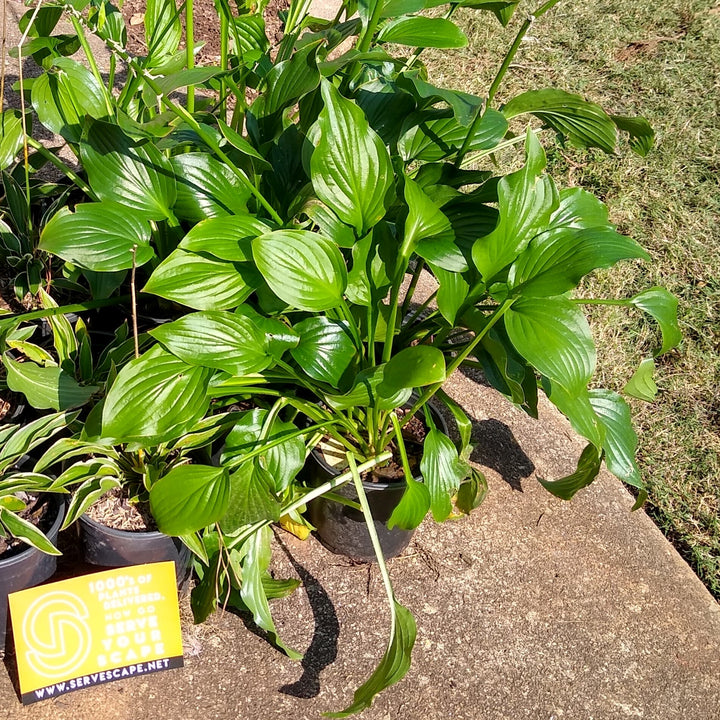 Hosta x 'Royal Standard' ~ Royal Standard Hosta-ServeScape