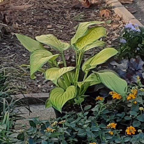 Hosta x 'Paul's Glory' ~ Paul's Glory Hosta-ServeScape