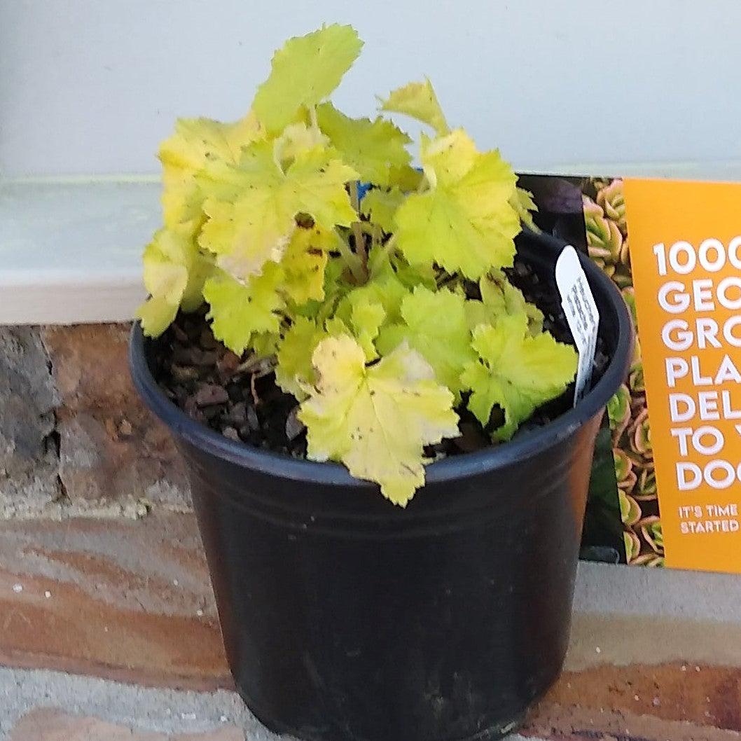 Heuchera villosa 'Pistache'~ Pistache Coral Bells, Heuchera-ServeScape