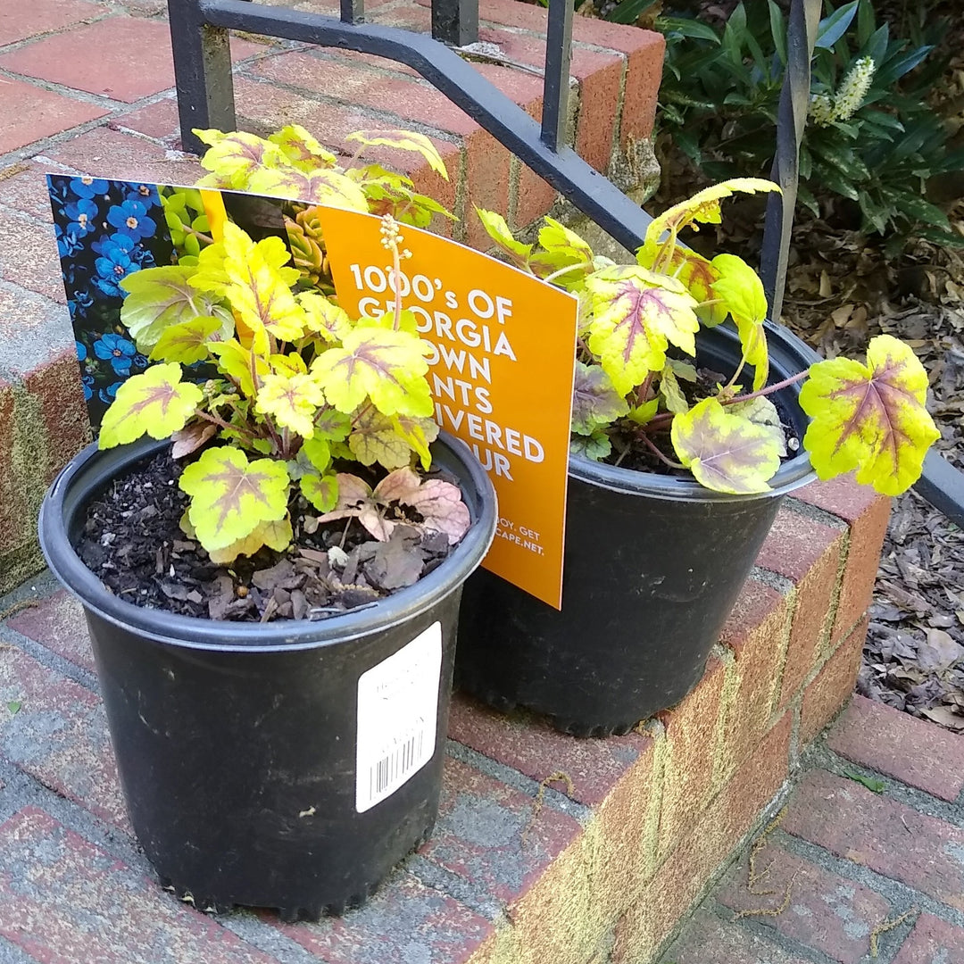 Heucherella 'Stoplight' ~ Stoplight Foamy Bells-ServeScape