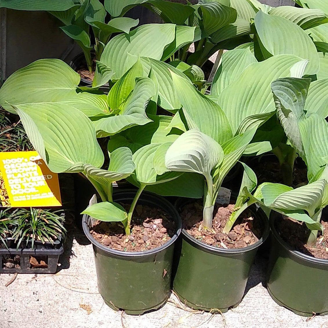Hosta 'Blue Angel' ~ Blue Angel Hosta-ServeScape