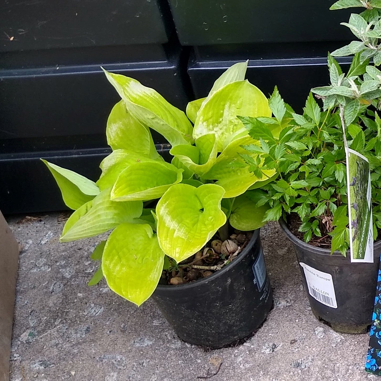 Hosta 'Glad Tidings' ~ Glad Tidings Hosta-ServeScape