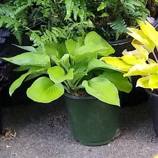 Hosta 'August Moon' ~ August Moon Hosta-ServeScape