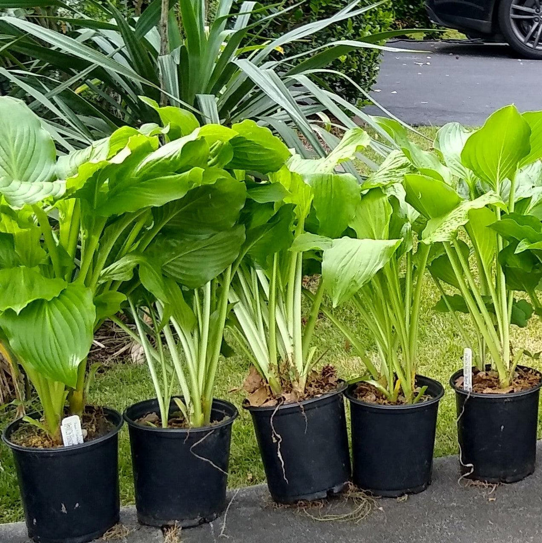 Hosta x 'Royal Standard' ~ Royal Standard Hosta-ServeScape