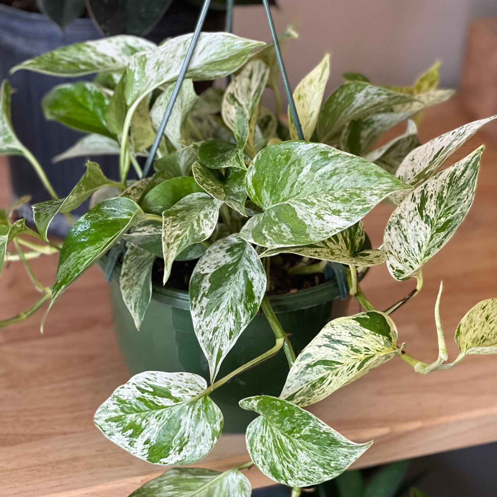 Epipremnum Pinnatum ~ 'Marble Queen' Pothos-ServeScape