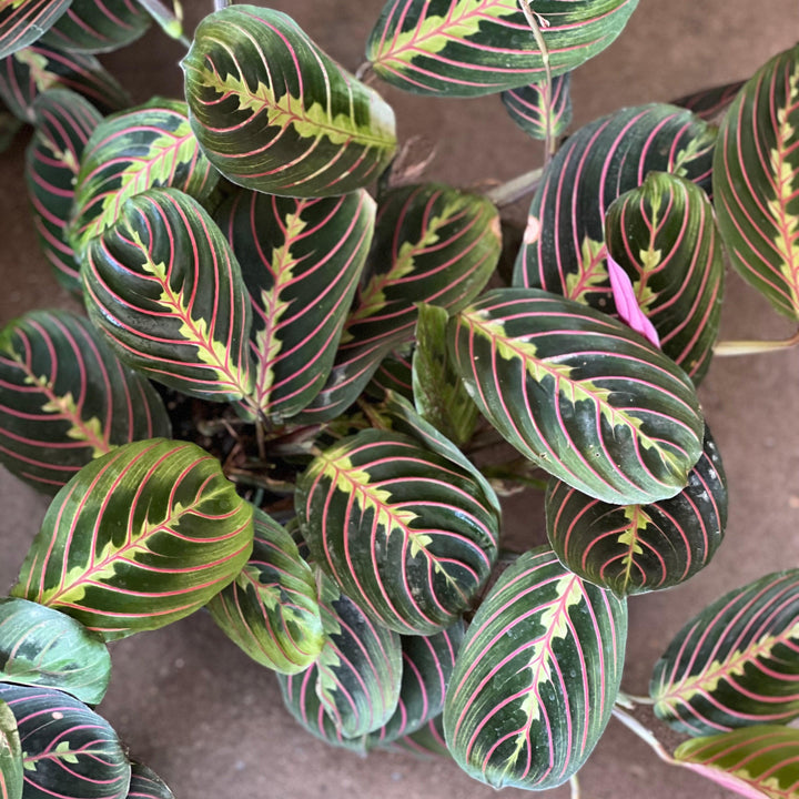 Maranta leuconeura ~ Red Prayer Plant-ServeScape
