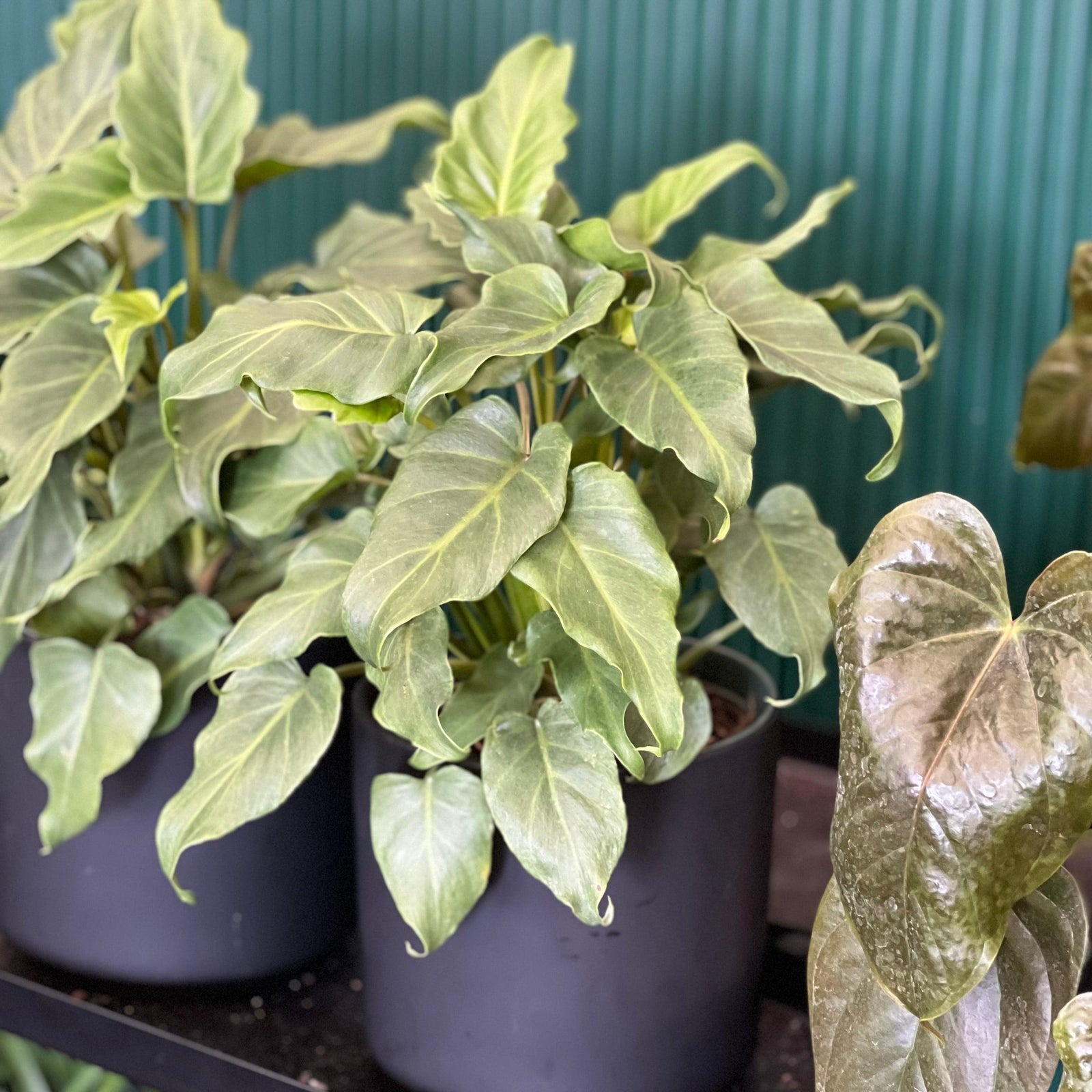 Philodendron Thaumatophyllum ~ Philodendron 'Deja Vu'-ServeScape