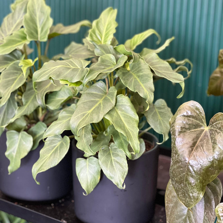 Philodendron Thaumatophyllum ~ Philodendron 'Deja Vu'-ServeScape