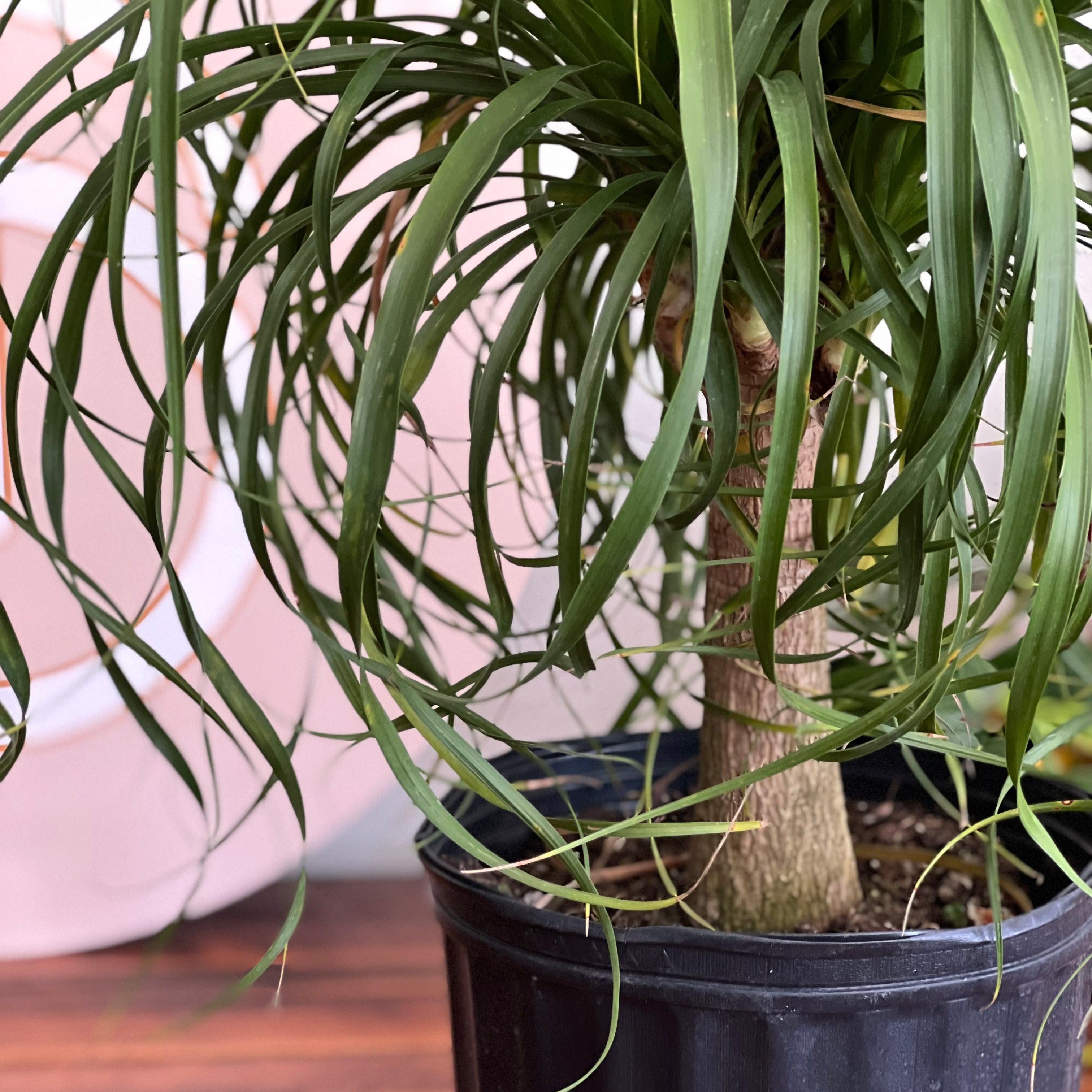 brown fronds ponytail palm Ponytail Palm