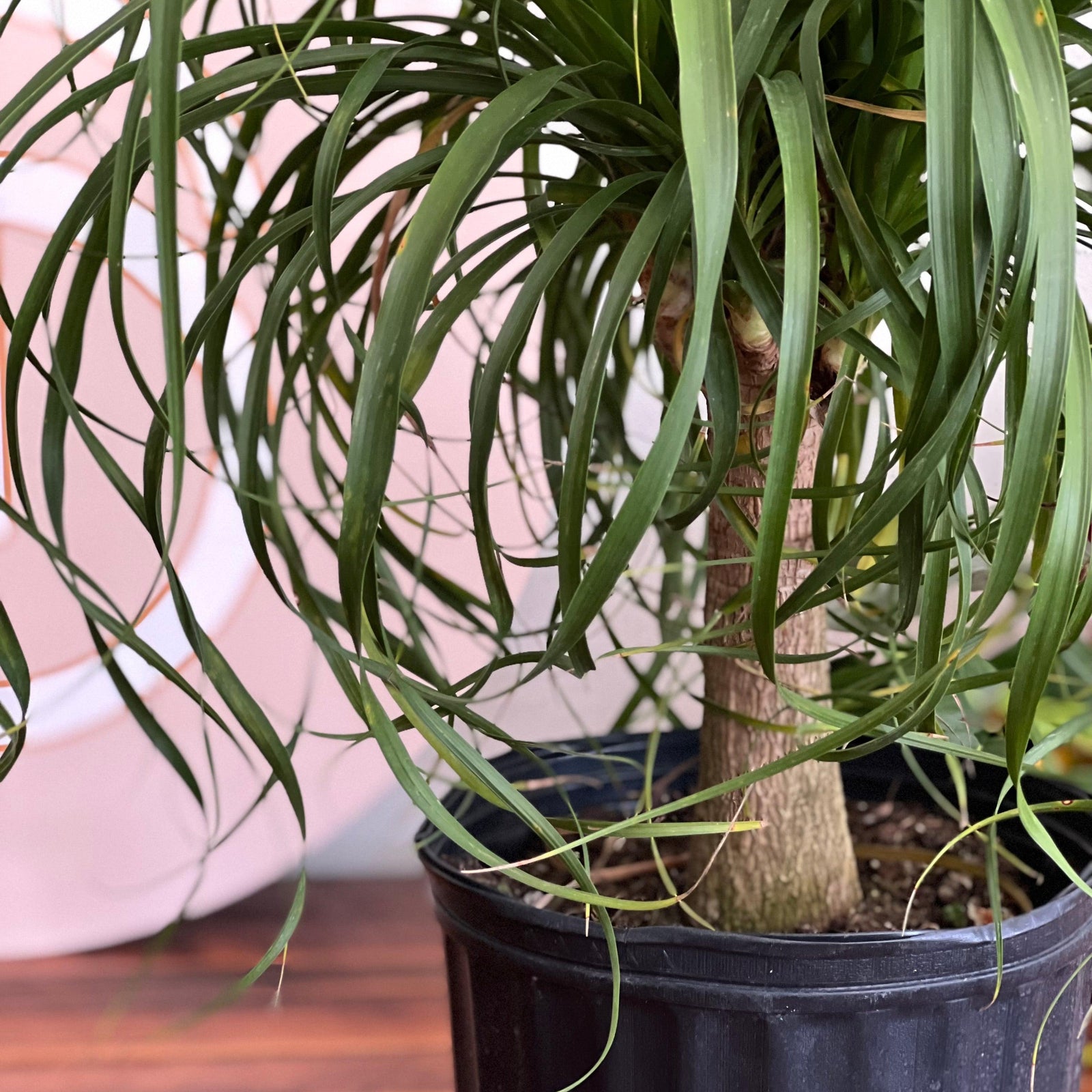 Beaucarnea recurvata ~ Ponytail Palm-ServeScape