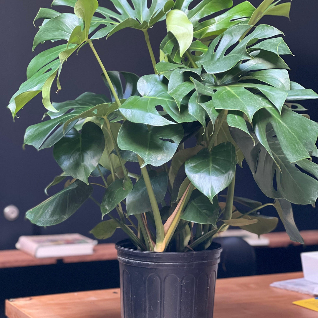Monstera deliciosa ~ Swiss-cheese Plant-ServeScape