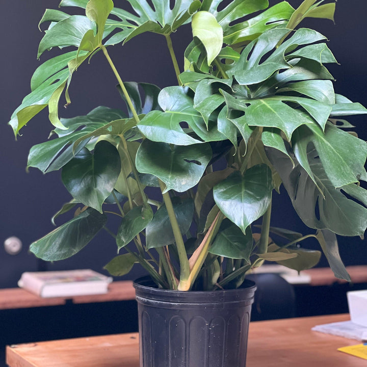 Monstera deliciosa ~ Swiss-cheese Plant-ServeScape