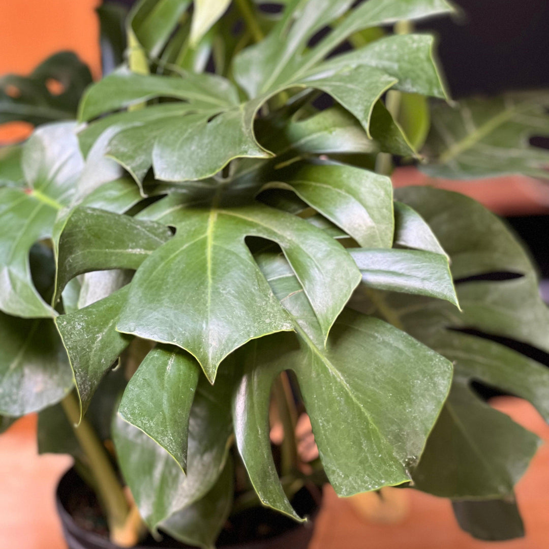 Monstera deliciosa ~ Swiss-cheese Plant-ServeScape