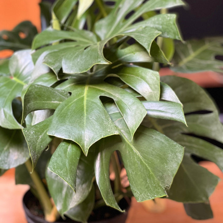 Monstera deliciosa ~ Swiss-cheese Plant-ServeScape