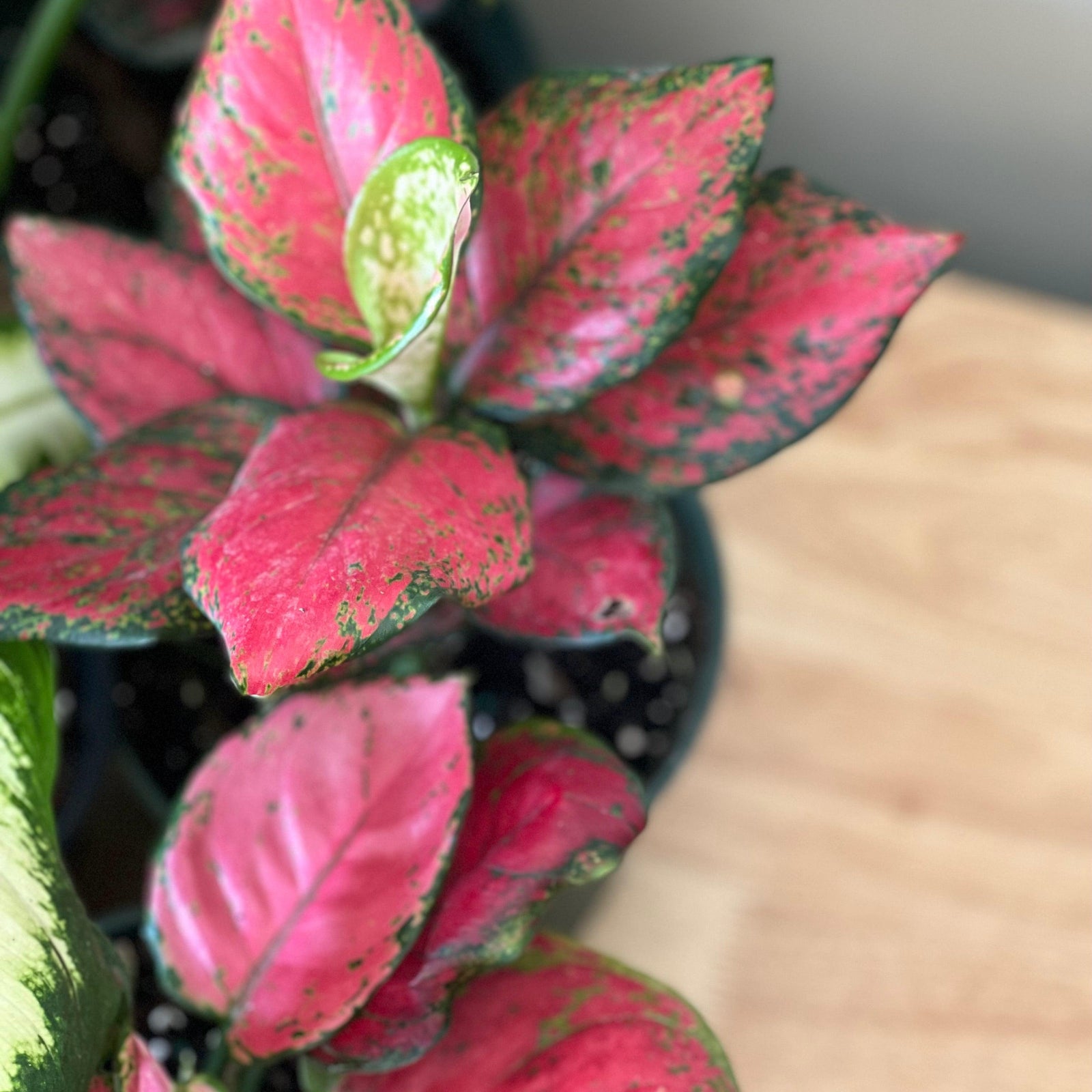Aglaonema 'Red Valentine' ~ Red Valentine Chinese Evergreen-ServeScape