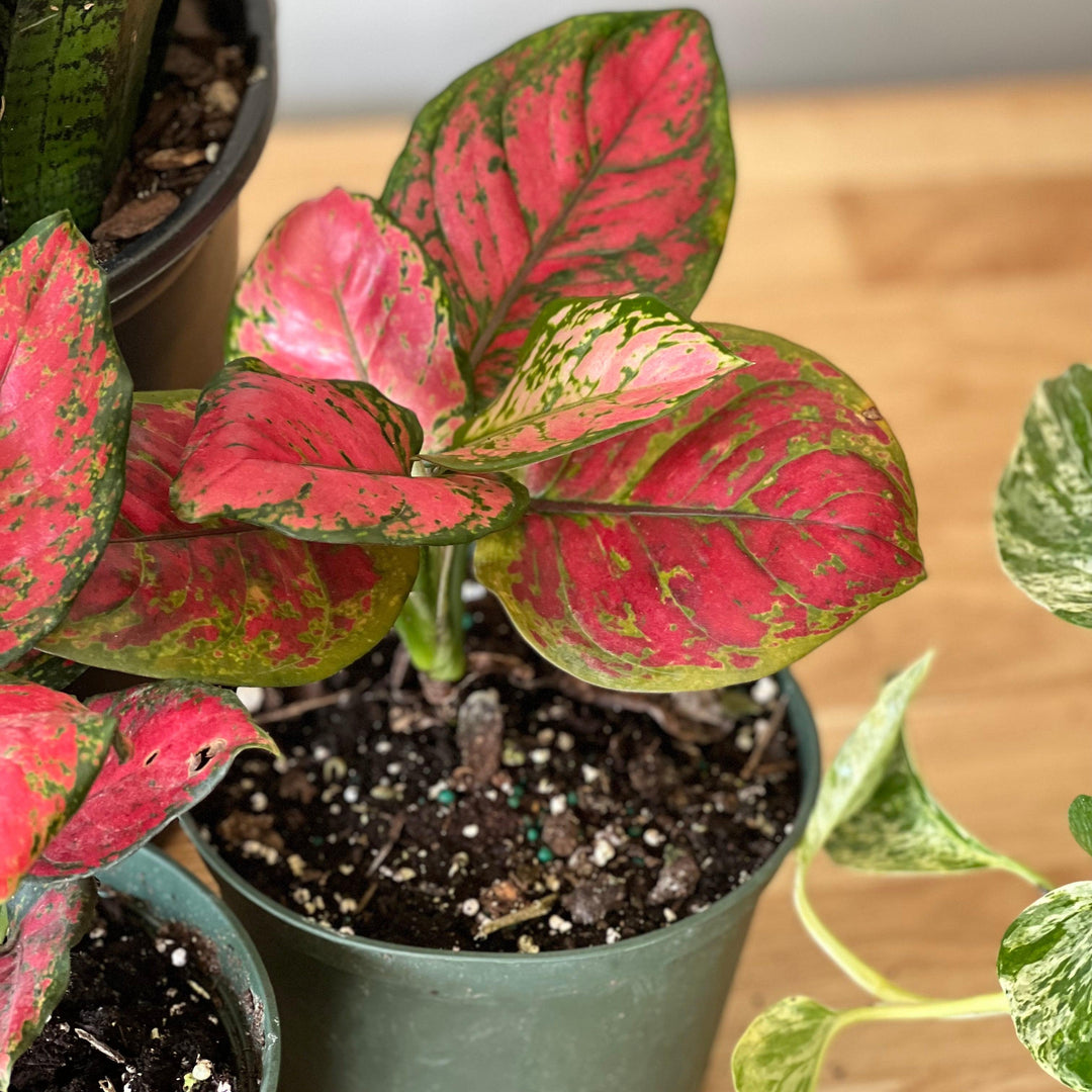 Aglaonema 'Red Valentine' ~ Red Valentine Chinese Evergreen-ServeScape