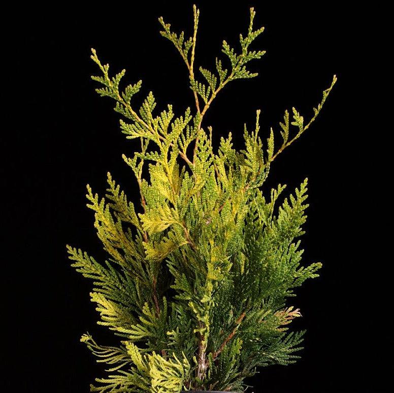 thuja plicata 'Zebrina Extra Gold' ~ Zebrina Extra Gold Arborvitae-ServeScape