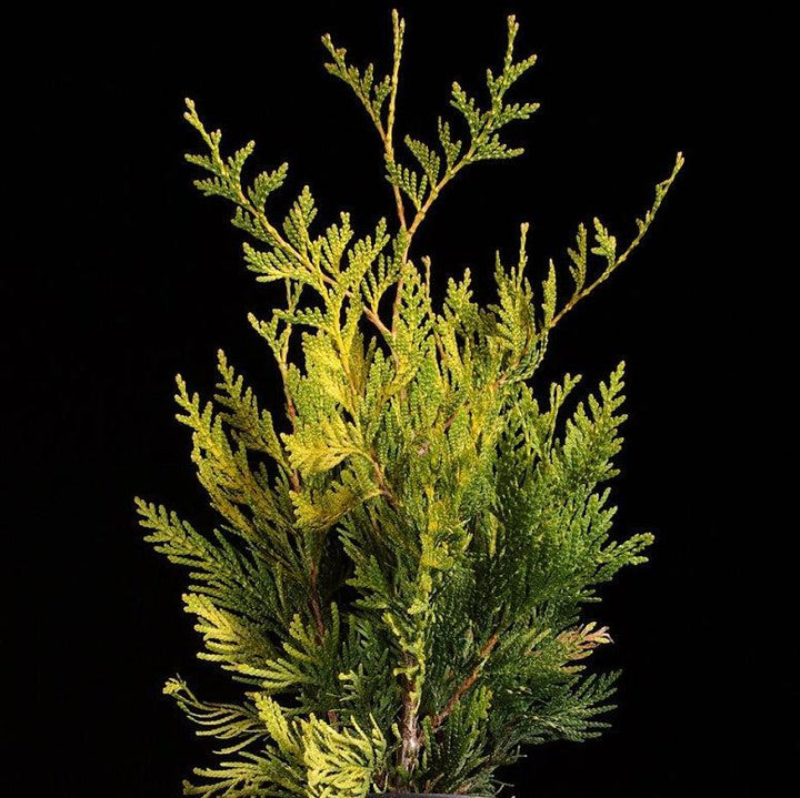 thuja plicata 'Zebrina Extra Gold' ~ Zebrina Extra Gold Arborvitae-ServeScape