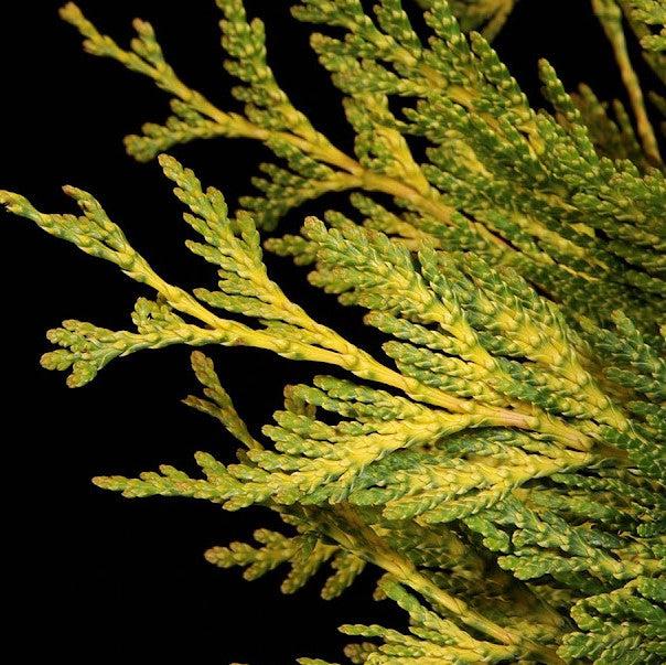 thuja plicata 'Zebrina Extra Gold' ~ Zebrina Extra Gold Arborvitae-ServeScape