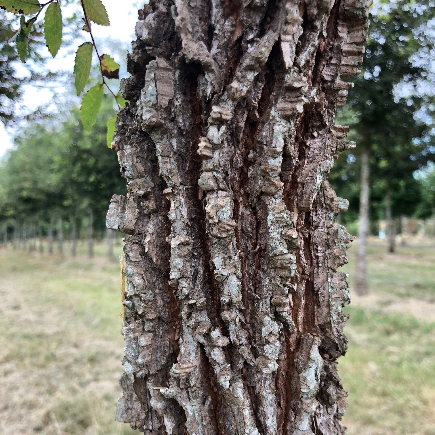 Ulmus alata 'UAMTF' ~ Kalysta® Winged Elm-ServeScape