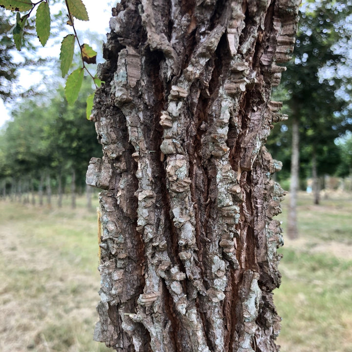 Ulmus alata 'UAMTF' ~ Kalysta® Winged Elm-ServeScape