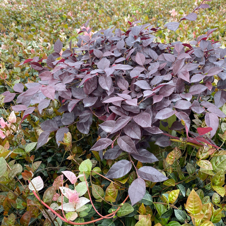 Loropetalum chinense 'CANRL01' ~ Ever Red Mini® Fringe Flower-ServeScape