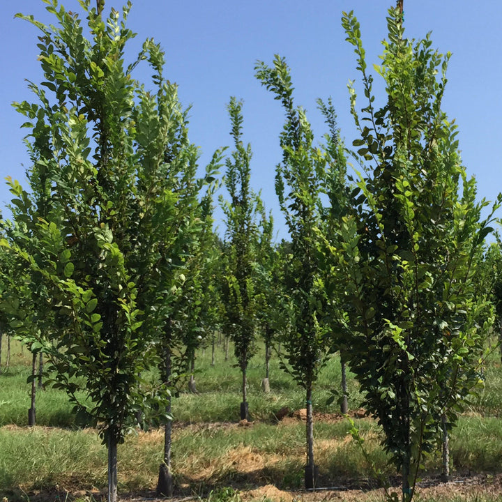 Ulmus alata 'UAMTF' ~ Kalysta® Winged Elm-ServeScape