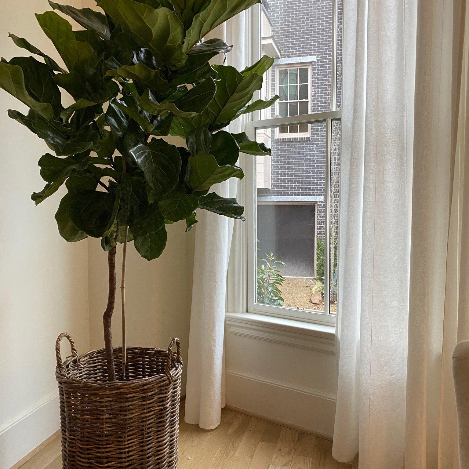 Fiddle leaf fig servescape