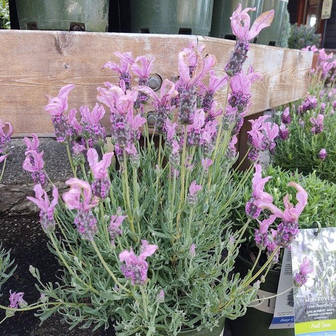 Lavandula stoechas subsp. pendunculata 'IBPR901-2' ~ The Princess™ Spanish Lavender-ServeScape